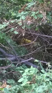 Abbandonati dai vandali tra i rovi i cestini del parco