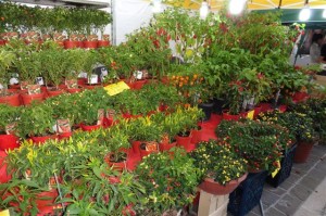 Tante le varietà di peperoncino presenti negli stand