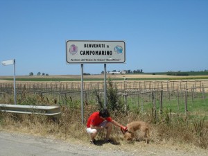 Capriola, spinone-segugio femmina di 22 mesi incontrata per caso – o per destino – in una contrada al confine tra Puglia e Molise
