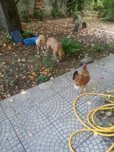 Due cani, tre gatti e due galline: si sono stabiliti i turni per gli spazi verdi