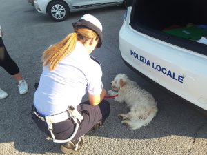 cagnolina via Gallodoro