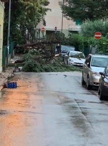 albero caduto via mugnai jesi