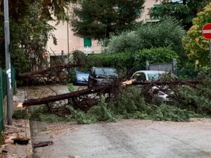 albero caduto via mugnai jesi