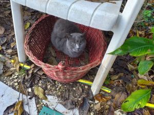 gatti canile jesi
