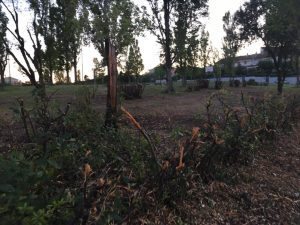 potaura selvaggia parco cannocchiale jesi
