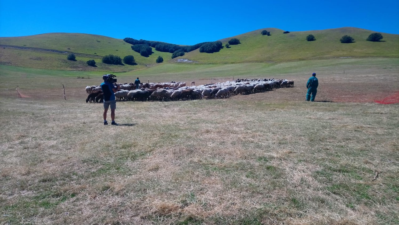 Foto delle riprese di Melaverde in un campo di pecore