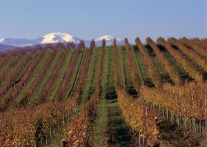 Vigneto Tenuta Contrada Fondiglie con il Monte Catria Innevato