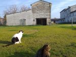gatti canile jesi