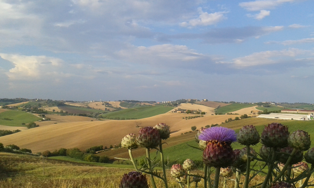 belvedere ostrense