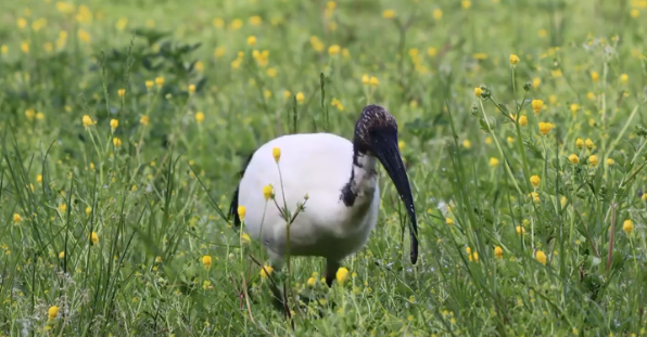ibis sacro