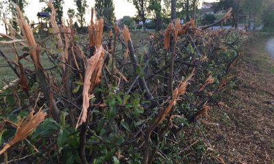 potaura selvaggia parco cannocchiale jesi