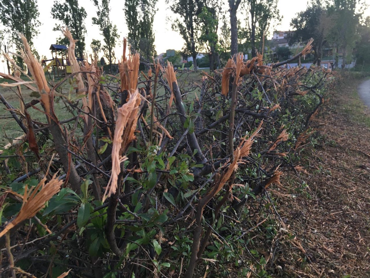 potaura selvaggia parco cannocchiale jesi