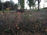 potaura selvaggia parco cannocchiale jesi