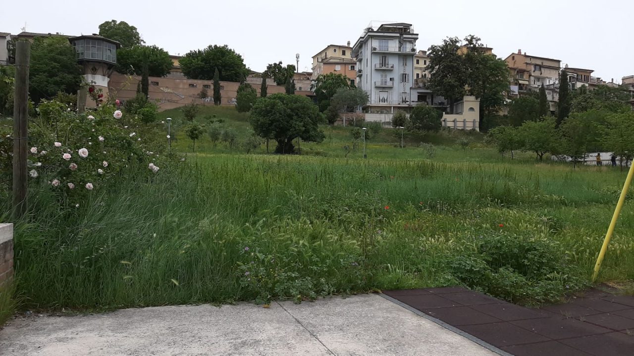 Parco vallato erba alta siringhe (1)