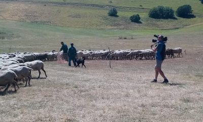 Foto delle riprese di Melaverde in un campo con pecore
