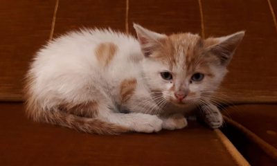 Rigel gattino salvato auto