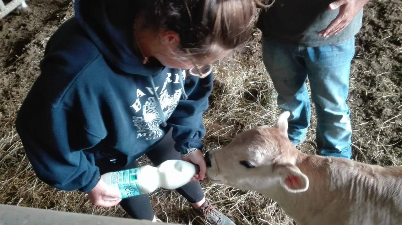 Foto di un vitello che beve il latte