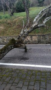 caduta albero cingoli 1