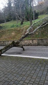 caduta albero cingoli