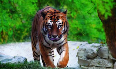 Tigre Parco Zoo
