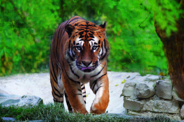 Tigre Parco Zoo