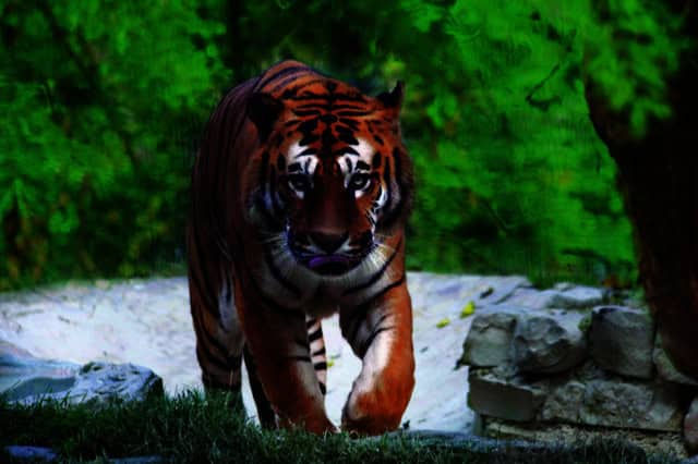 Tigre Parco Zoo