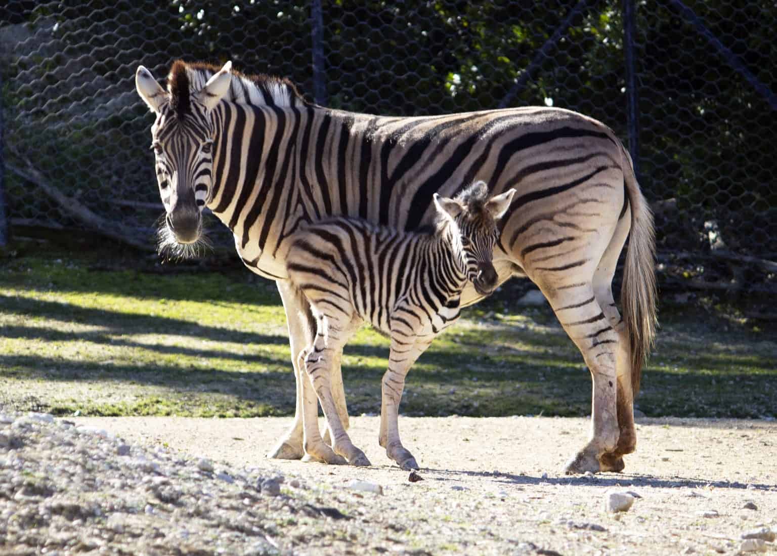 parco zoo falconara