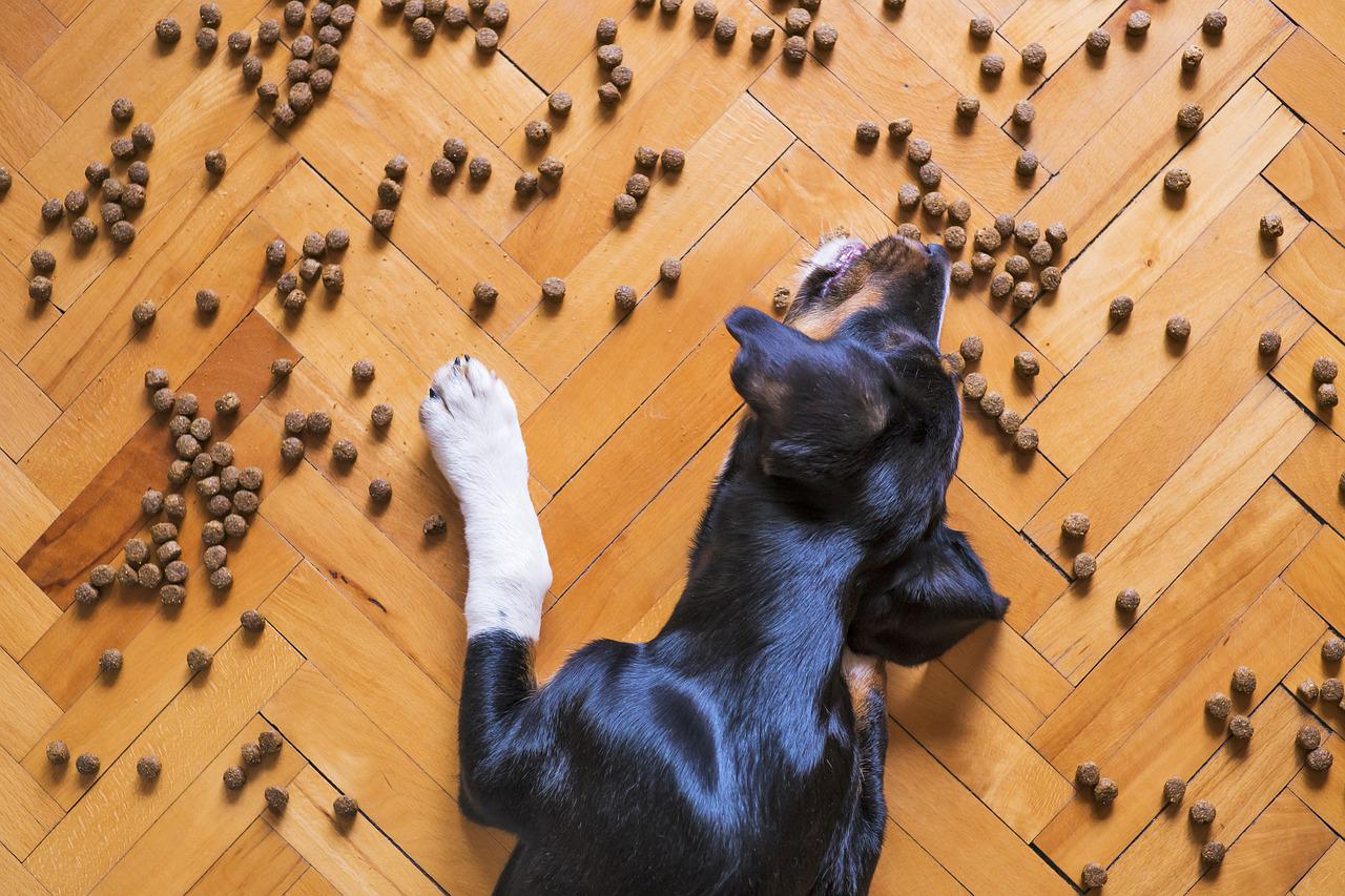 L’importanza di scegliere crocchette digeribili per cani