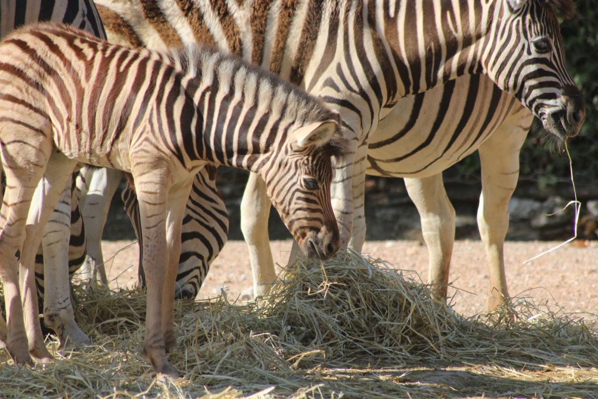 zebra parco zoo