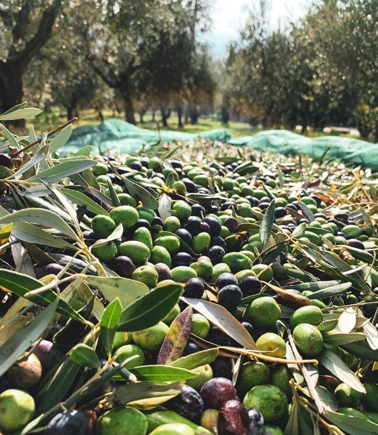 olive marche