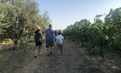 vigna oliveto passeggiata