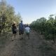 vigna oliveto passeggiata