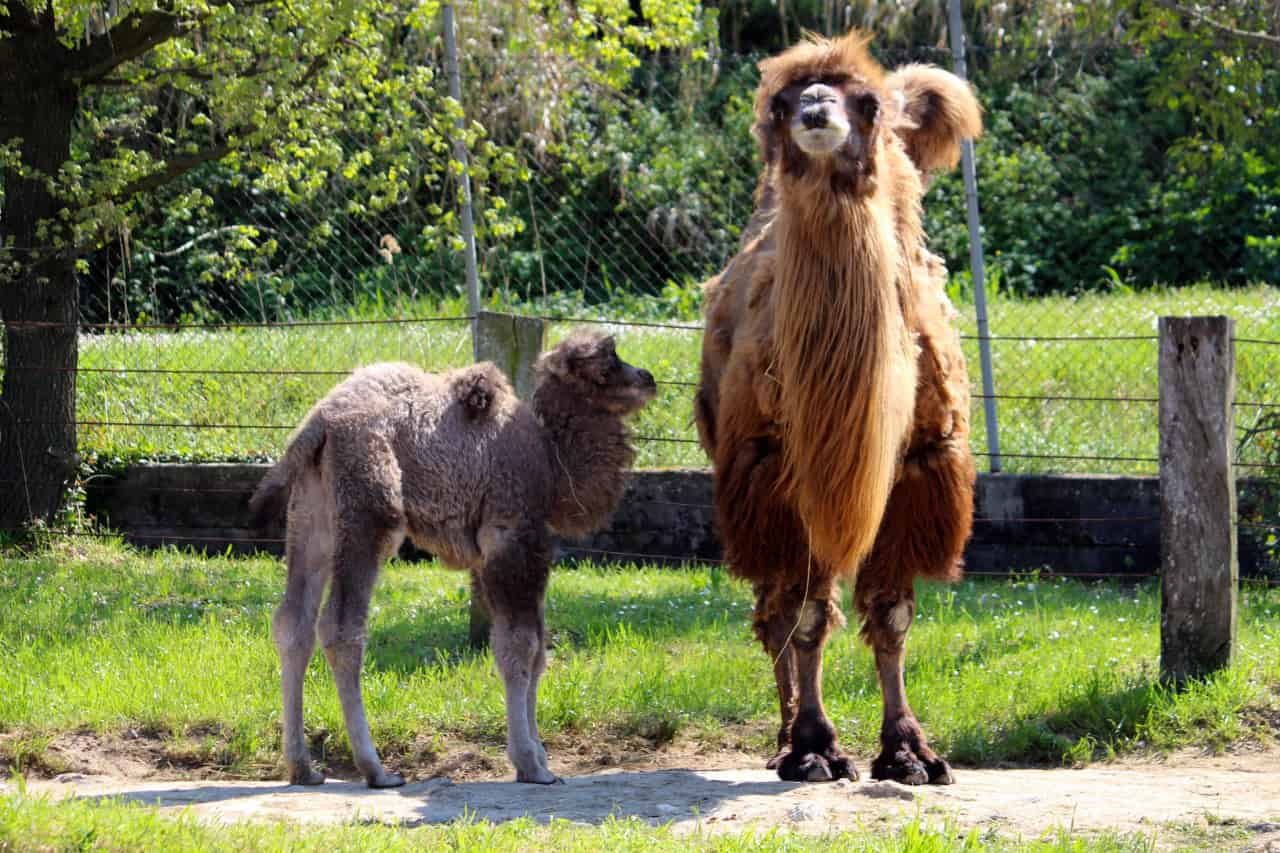 cammello Alessandra_con mamma