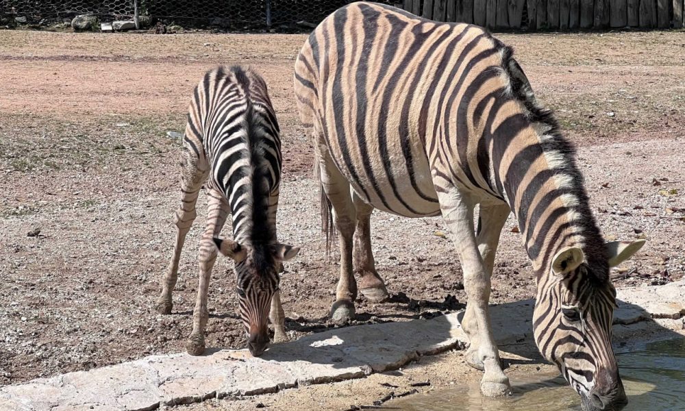 Zebra mamma e cucciolo