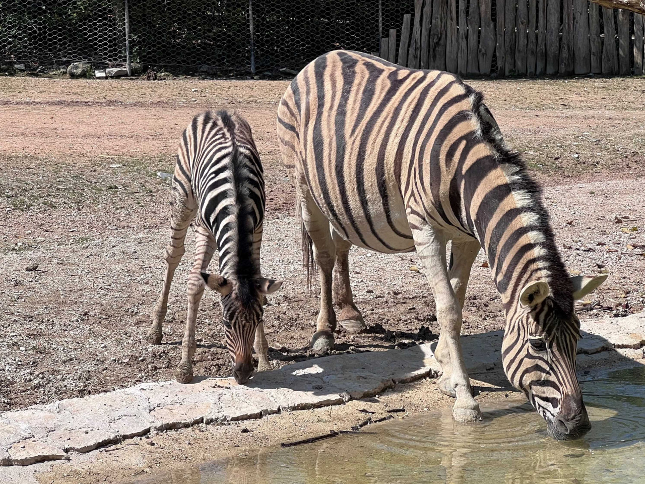 Zebra mamma e cucciolo