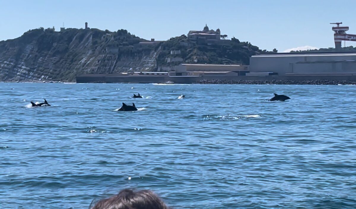 avvistamento delfini ancona