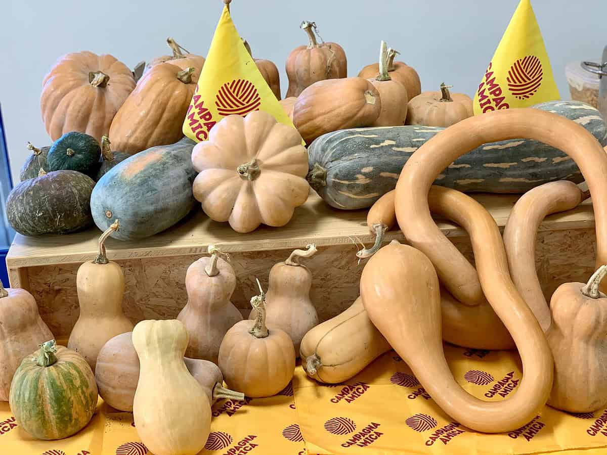 zucca dai campagna amica