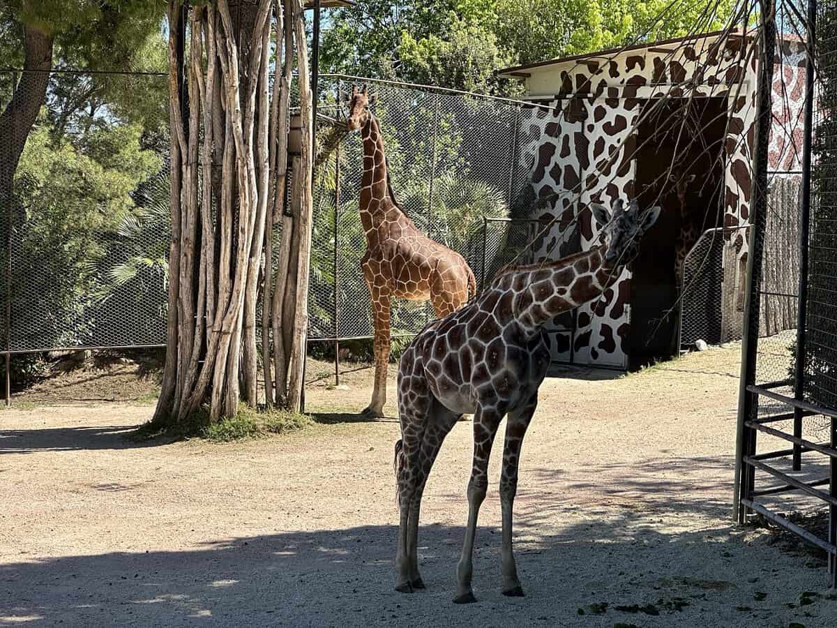 Parco zoo / Biton ha due nuovi amici: sono arrivate le giraffe Stefan e Mandela