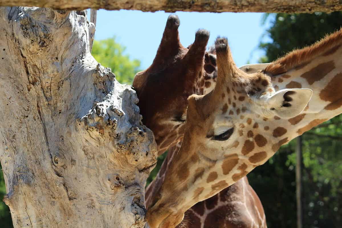 Parco zoo / Biton ha due nuovi amici: sono arrivate le giraffe Stefan e Mandela