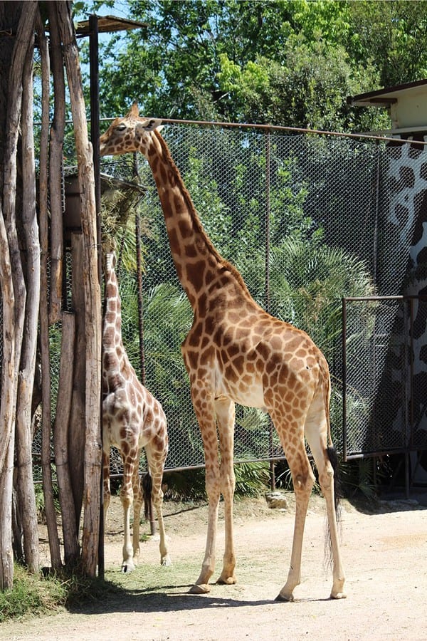 Parco zoo / Biton ha due nuovi amici: sono arrivate le giraffe Stefan e Mandela