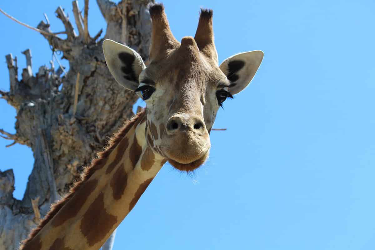Parco zoo / Biton ha due nuovi amici: sono arrivate le giraffe Stefan e Mandela