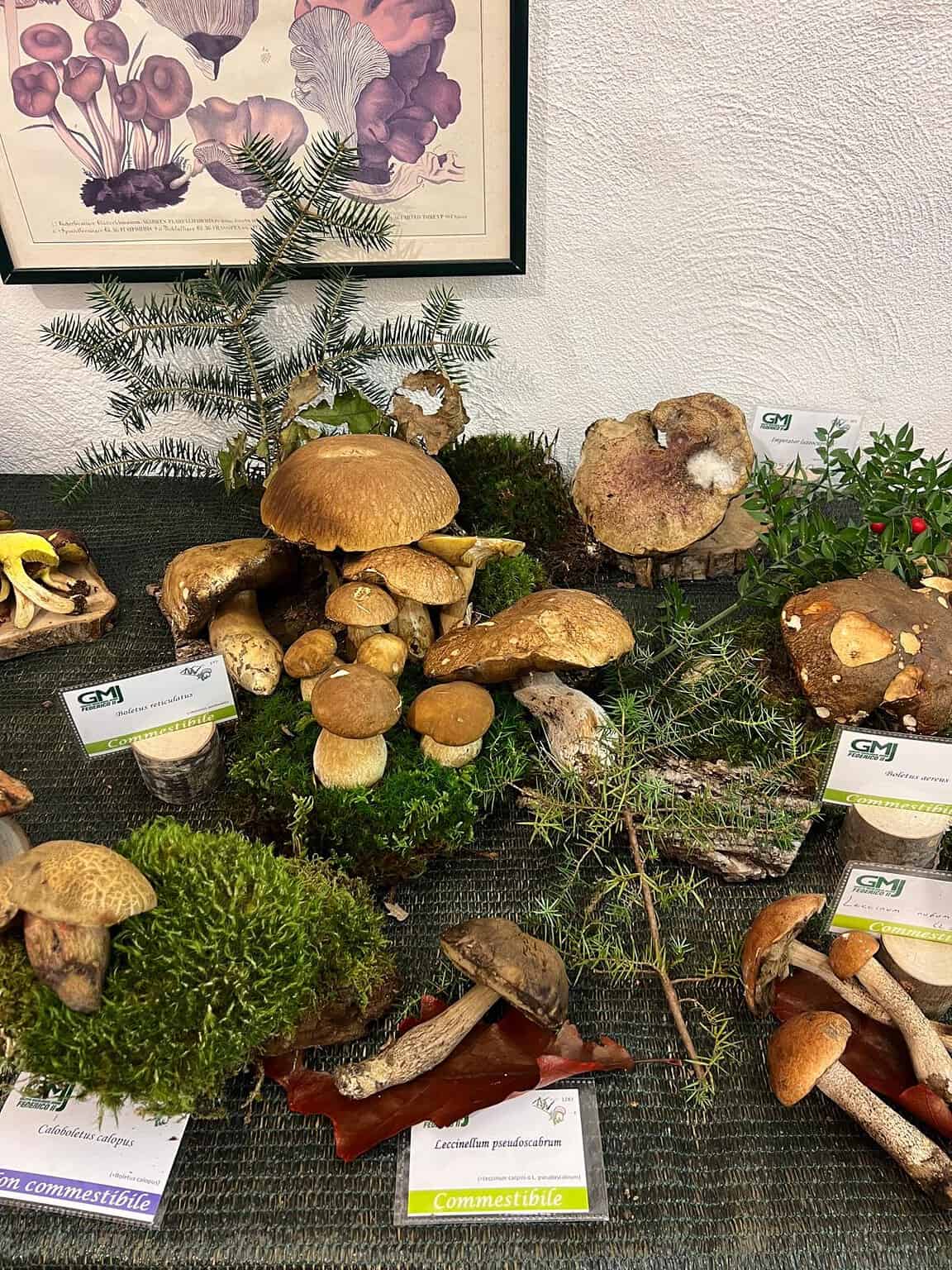 Jesi / Successo per la mostra micologica con oltre 300 specie di funghi