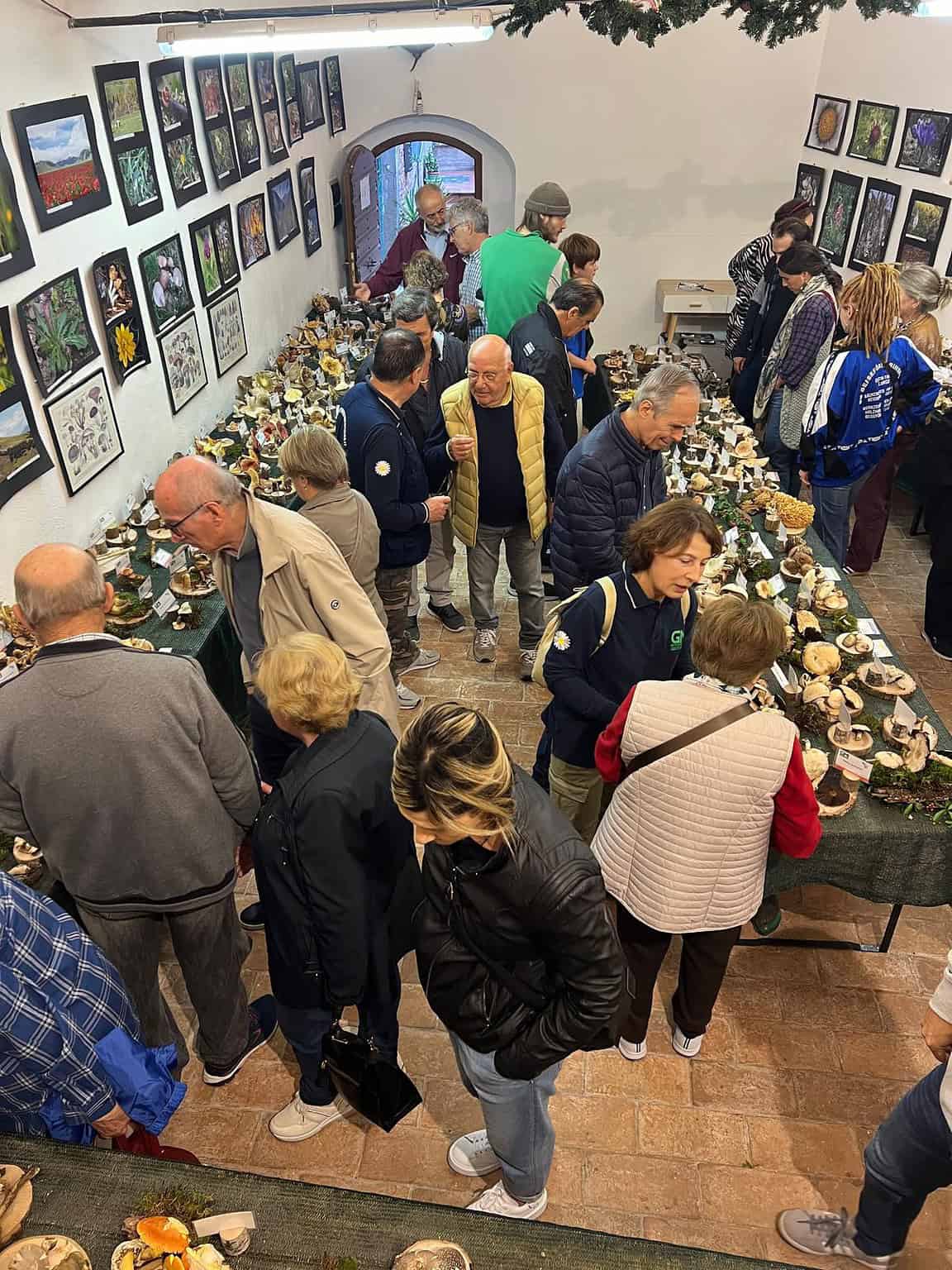 Jesi / Successo per la mostra micologica con oltre 300 specie di funghi