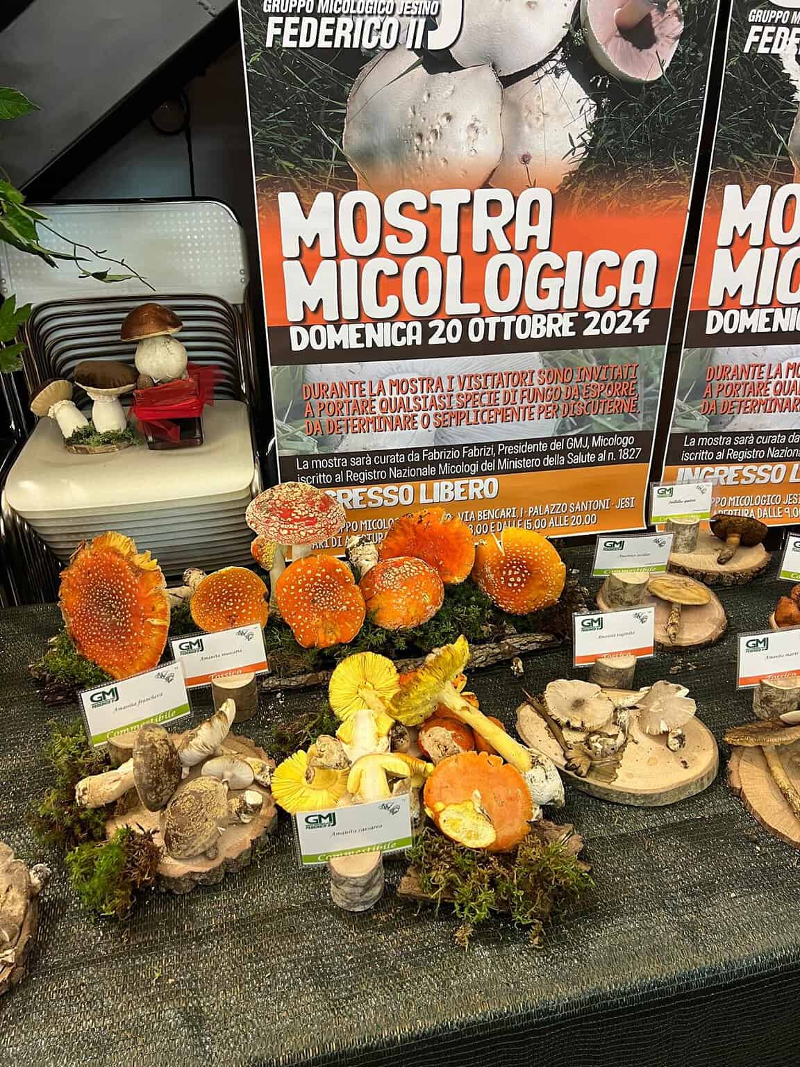Jesi / Successo per la mostra micologica con oltre 300 specie di funghi