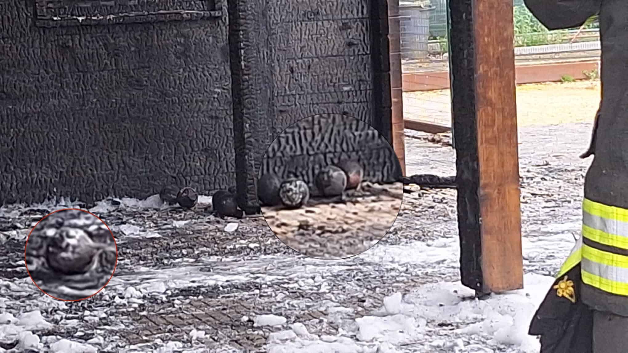 incendio boccifila Erbarella