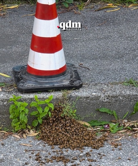 sciame d'api