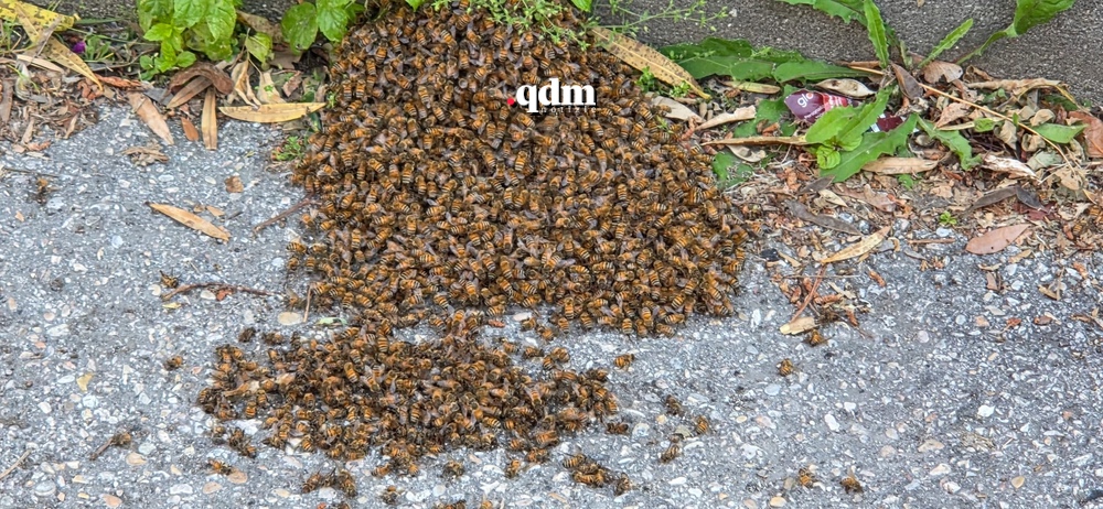 sciame d'api