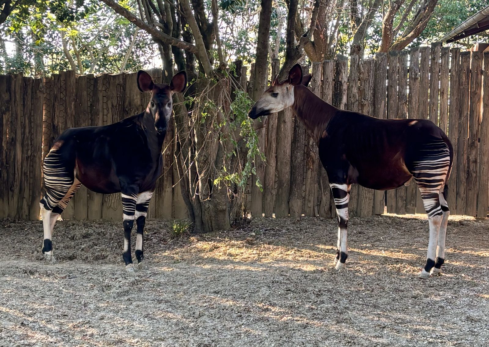 L'okapi