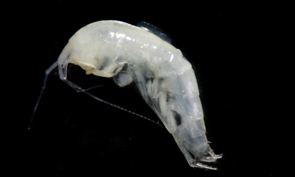 Niphargus ictus, il piccolo crostaceo delle grotte di Frasassi indicatore della qualità delle acque