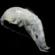 Niphargus ictus, il piccolo crostaceo delle grotte di Frasassi indicatore della qualità delle acque